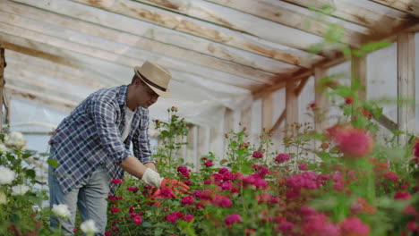 a male gardener is walking through a greenhouse with gloves looking and controlling the roses grown for his small business. florist walks on a greenhouse and touches flowers with his hands