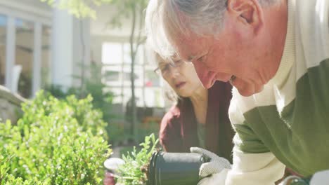 Glückliches,-Vielfältiges-älteres-Paar,-Das-An-Einem-Sonnigen-Tag-Im-Garten-Arbeitet