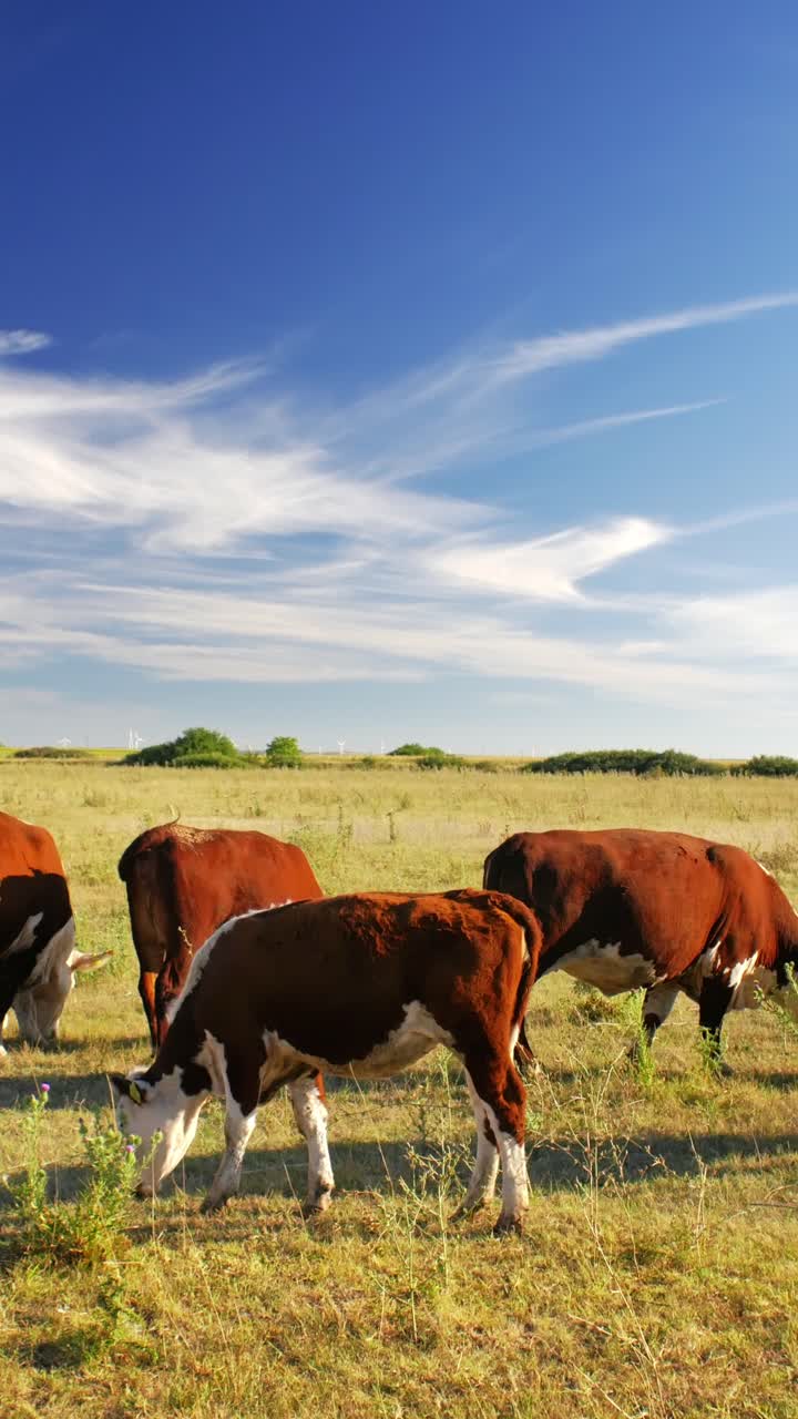 Este idílico entorno rural refleja la belleza sencilla de la naturaleza y la tranquila armonía de la vida en la granja, donde las vacas se mueven tranquilamente, disfrutando de su día bajo el sol