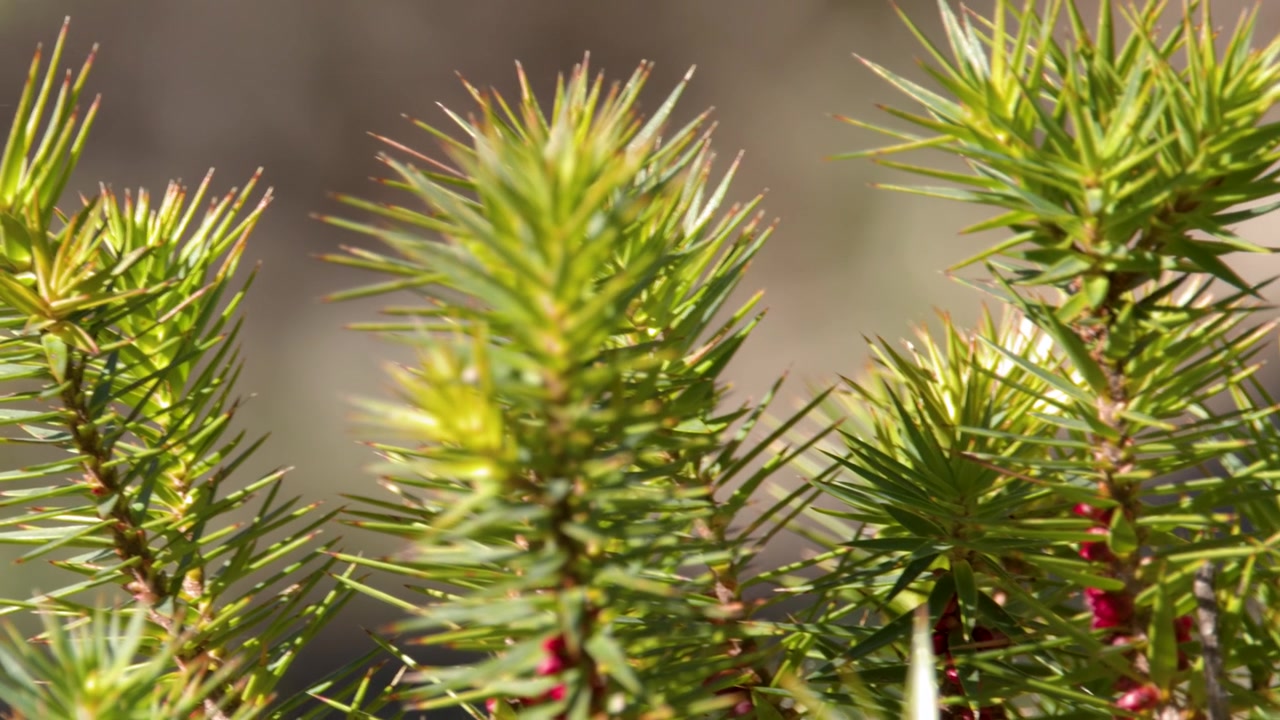 Close-up detalhado de folhas verdes pontiagudas de arbusto no Parque Nacional Warrumbungle, Nova Gales do Sul