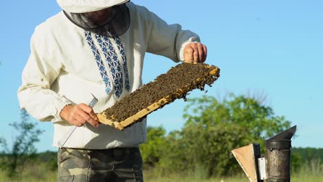 beekeeper is working with bees and beehives on the apiary. bees on honeycombs