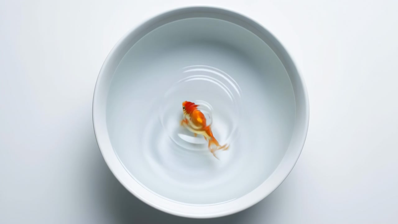 Un singolo pesce rosso arancione e bianco si muove delicatamente vicino al centro di una ciotola di ceramica bianca, creando sottili increspature concentriche sulla superficie dell'acqua limpida con illuminazione soft high key e una composizione pulita e minimalista