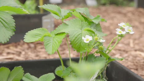 strawberry plant growing in the plant bed in the garden with flowers