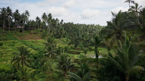 Exuberantes-Palmeras-En-La-Brisa-En-La-Terraza-De-Arroz-De-Tegalalang,-Declarada-Patrimonio-De-La-Humanidad-Por-La-Unesco