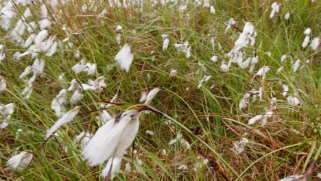 shot of the bog cotton plant among the moorland heather on the hebrides