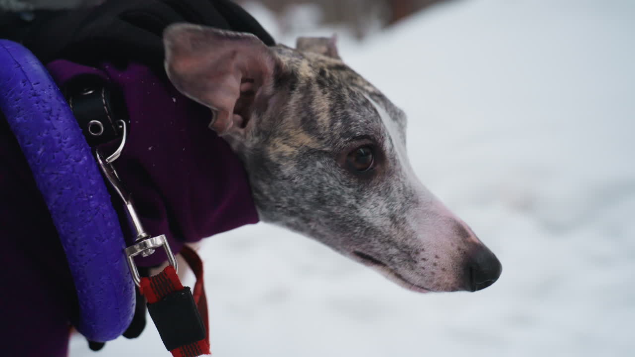 Close-up of curious greyhound dog in purple coat standing on snowy ground, alert and observant, with leash and harness visible, capturing winter pet walking moment with soft natural lighting
