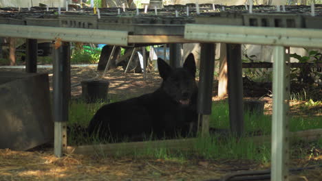 Schwarzer-Deutscher-Schäferhund-Auf-Einem-Ländlichen-Bauernhof