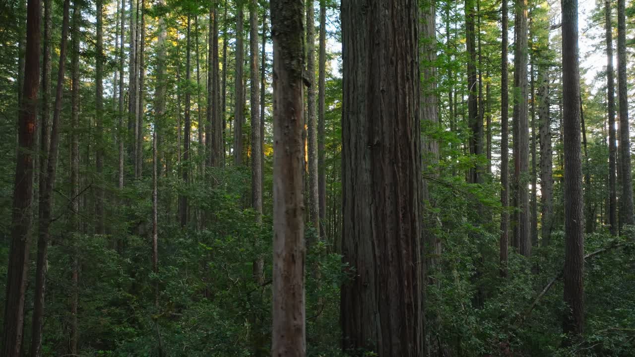 Sereno scenario della foresta di sequoie in California, con alberi ad alto fusto all'aperto
