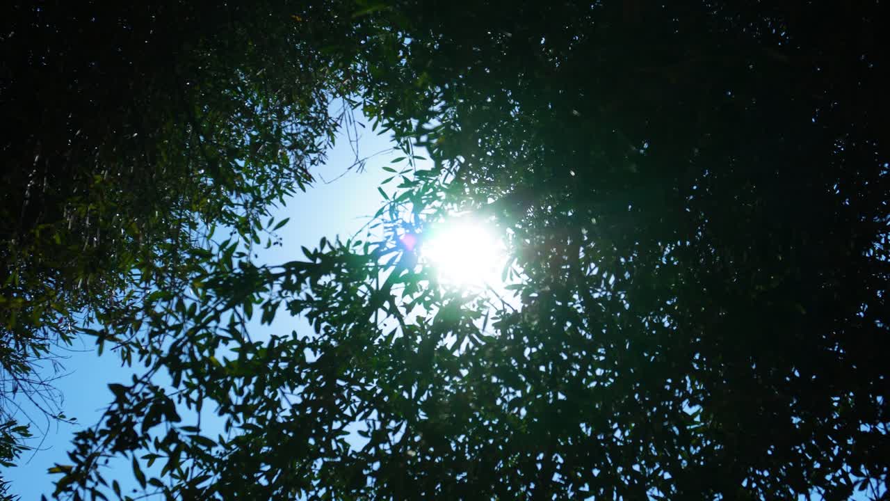 바람에 흔들리는 올리브 나무 가지 사이로 비치는 커다란 둥근 태양