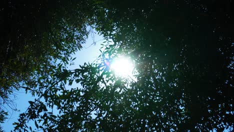 against the light shot, large round sun through the branches of an olive tree waving in the wind