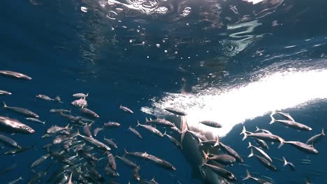 Gran-Cebo-De-Ataque-De-Tiburón-Blanco-En-La-Superficie-Rodeado-De-Sardinas,-Cámara-Lenta