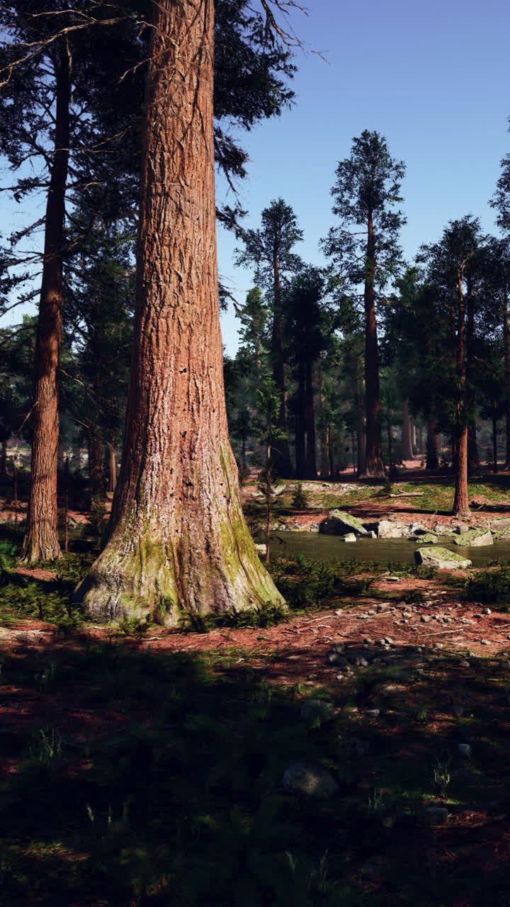 Foresta di Redwood