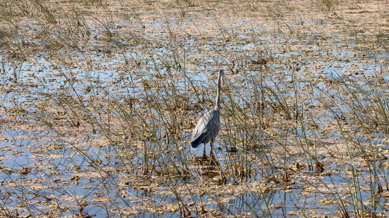 A solitary great blue heron standing in shallow water surrounded by marsh grasses and floating vegetation in the Everglades. The tranquil scene showcases the bird’s elegance and the wetland’s beauty.