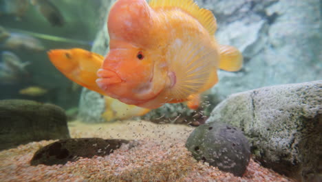 midas cichlid fish filmed closeup