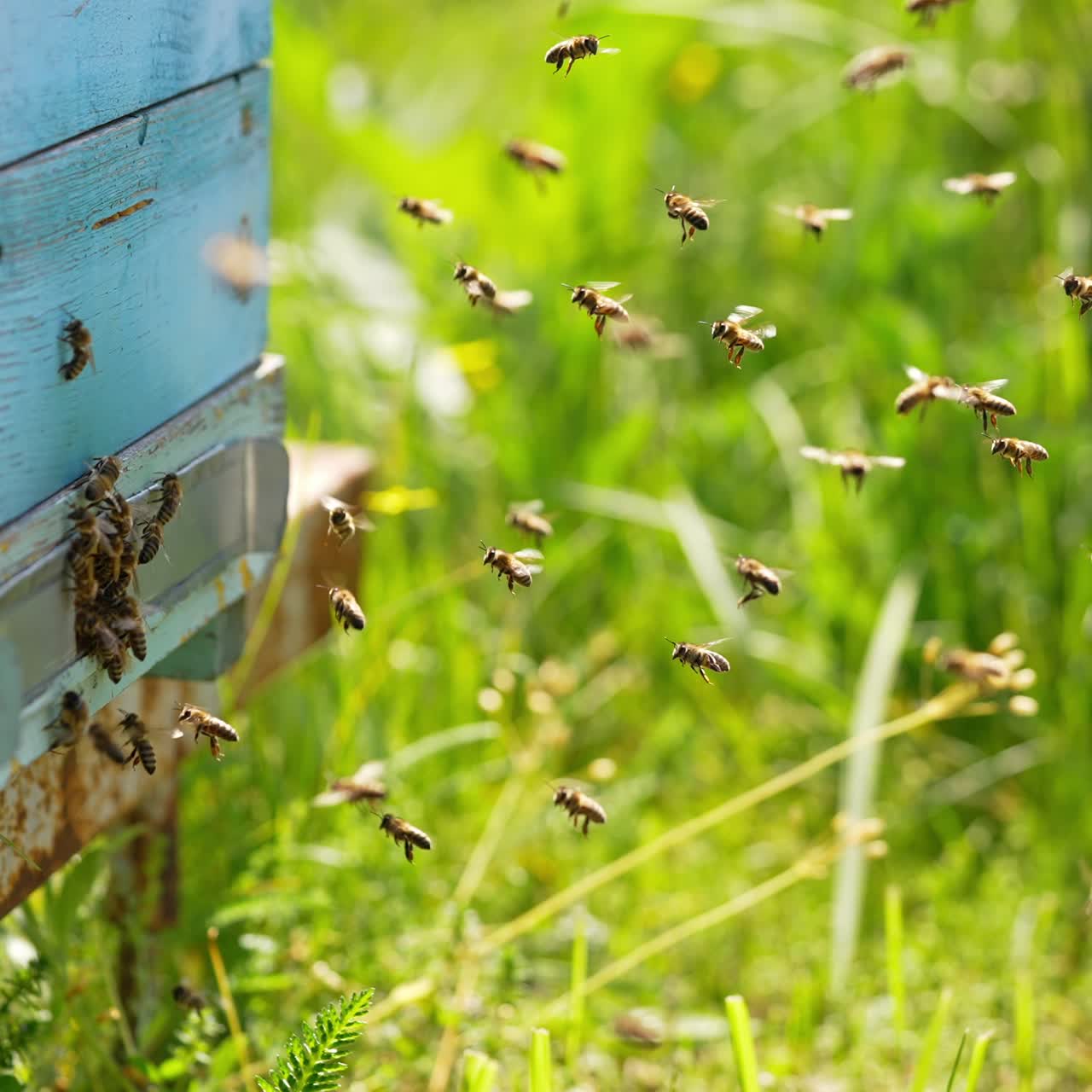 Honey bees flying back to their beehives and hovering in the air. Insects crawling around the entrance slot. Green grass at backdrop in blur