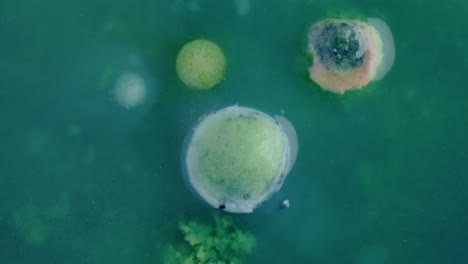 bacterial colonies on agar plate