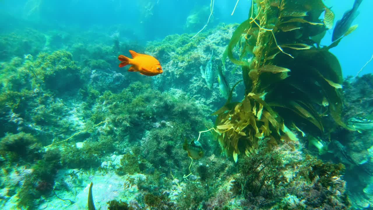 un impresionante y misterioso bosque de algas gigantes esconde la biodiversidad del océano