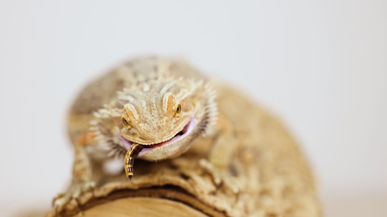 A bearded dragon lizard eats a worm on a log in a well-lit environment, captured in close-up shots