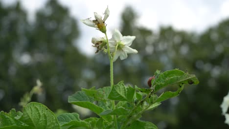 Colorado-potato-beetle-females-are-very-prolific-and-are-capable-of-laying-over-500-eggs-in-a-4--to-5-week-period