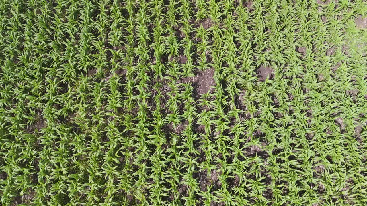 el avión no tripulado captura exuberantes campos de caña de azúcar y maíz