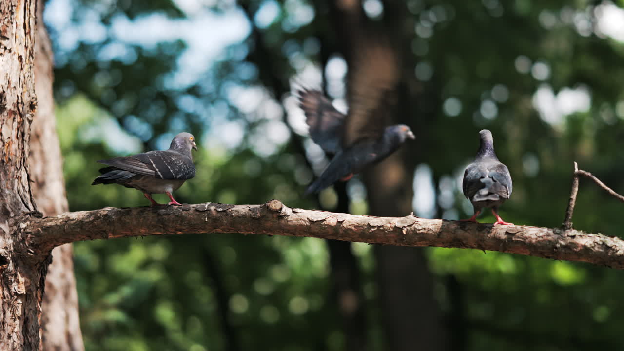 Two black and grey pigeons pecking on a tree branch in the park