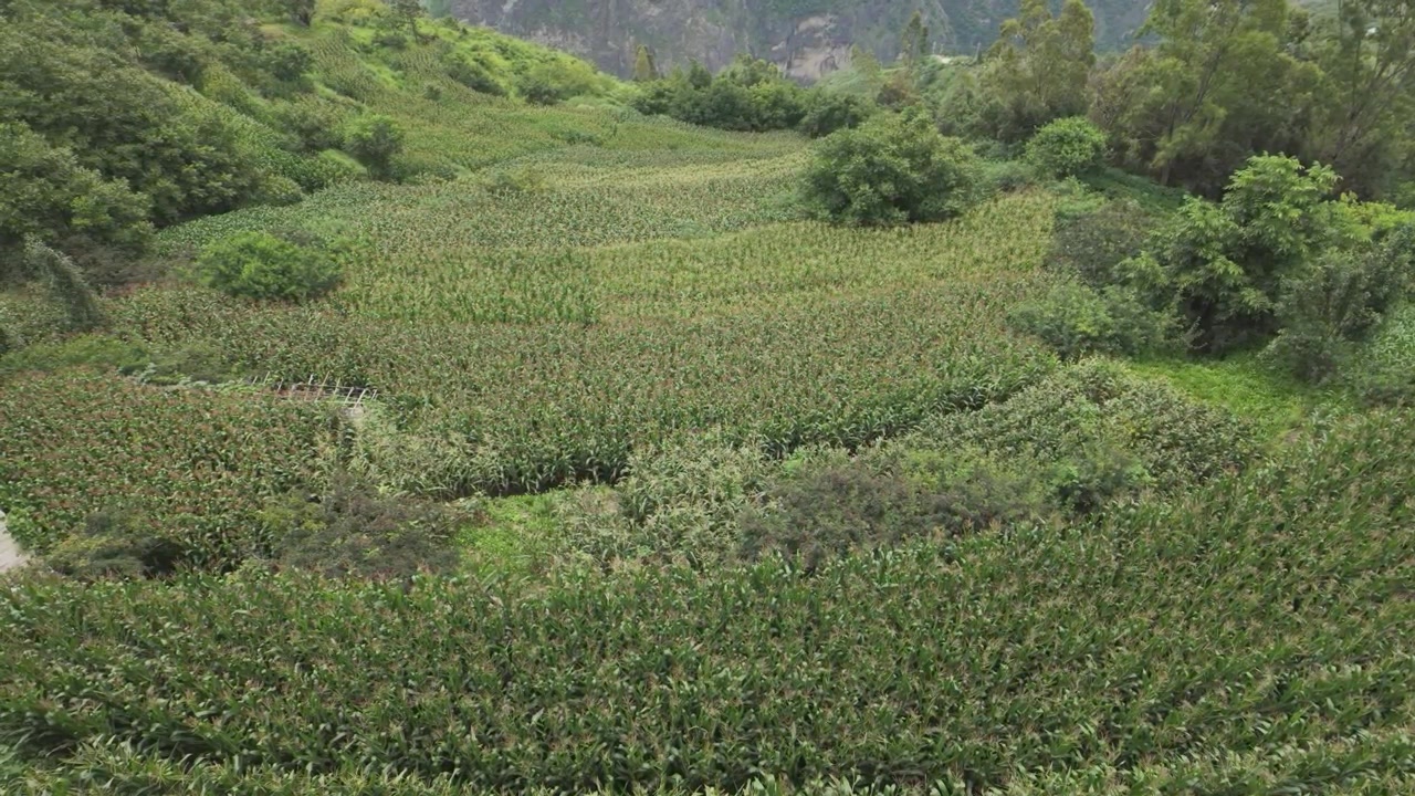 High Angle Handheld Cornfields on Tiger Leaping Gorge High Trail Yunnan China Agriculture