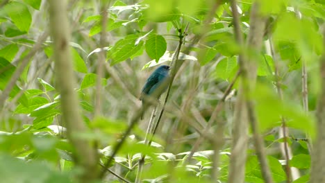 Blau--Und-Aqua-Vogel-Zwitschert,-Während-Er-Auf-Einem-Ast-Mitten-Im-Dickicht-Sitzt