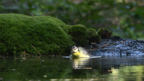 eurasian blue tit bathing in forest pool, splashing droplets around