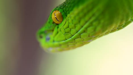 la víbora de labios blancos es una víbora venenosa endémica del sudeste asiático y a menudo se encuentra durante la noche esperando en una rama o rama de un árbol cerca de un cuerpo de agua con muchos alimentos