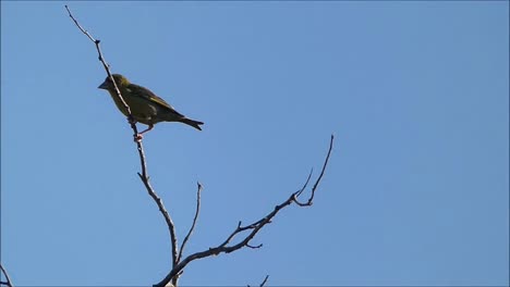 pájaro en el árbol