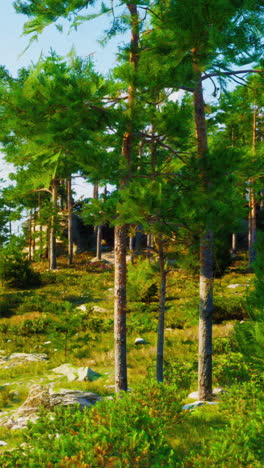 a scenic forest with tall pine trees and a mountain in the background