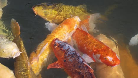 colorful koi fish gathering and swimming together