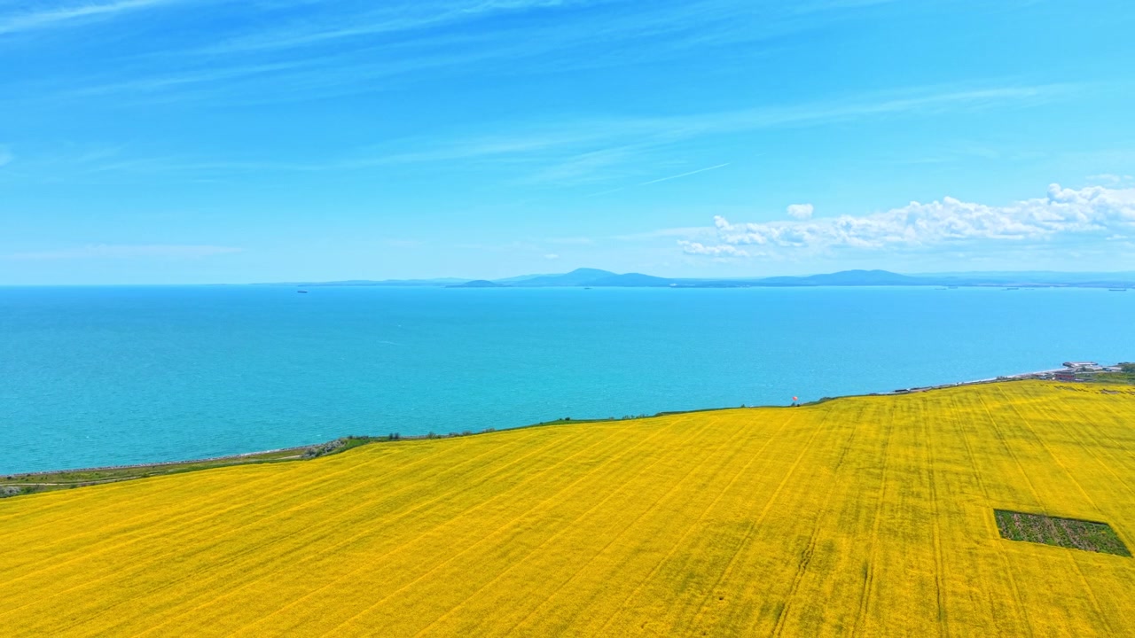 海岸にある鮮やかな黄色の菜の花畑のドローンからの眺め。澄み切った青空の下、ターコイズ色の海に隣接する満開の黄色い菜の花畑の空撮。