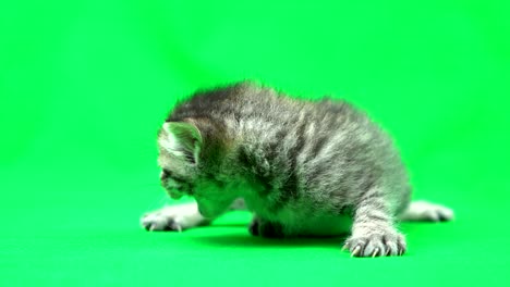 chroma key material　kitten