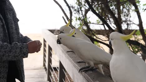 person feeding cockatoos on a wooden fence