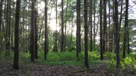 Caminar-En-El-Bosque-Cuando-El-Sol-Está-Bajo-Y-Las-Sombras-Con-Luz-Juegan-Entre-Sí