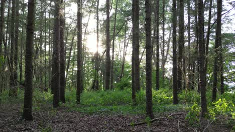 caminar en el bosque cuando el sol está bajo y las sombras con luz juegan entre sí