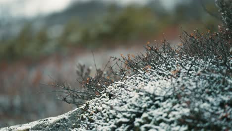 Las-Primeras-Nevadas-Frescas-Salpicaban-Los-Arbustos-De-Arándanos-Y-La-Hierba-Marchita-De-La-Tundra