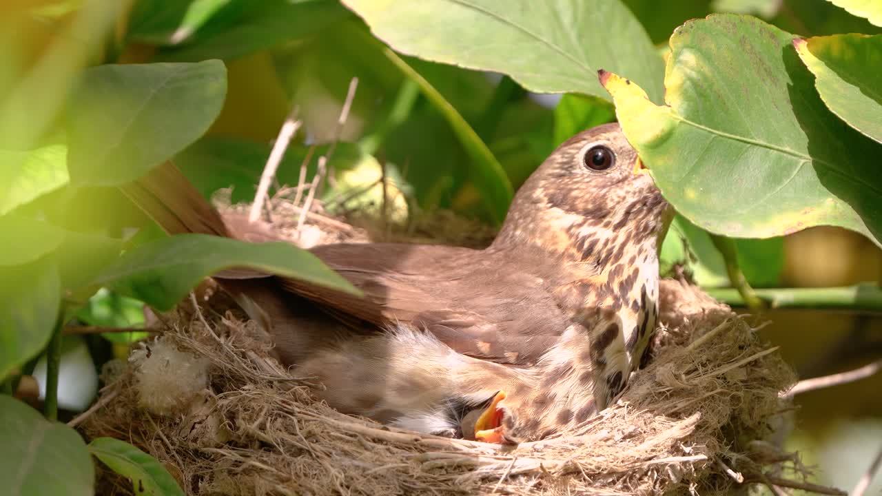 Echte Drossel im Nest mit Eiern füttert Küken