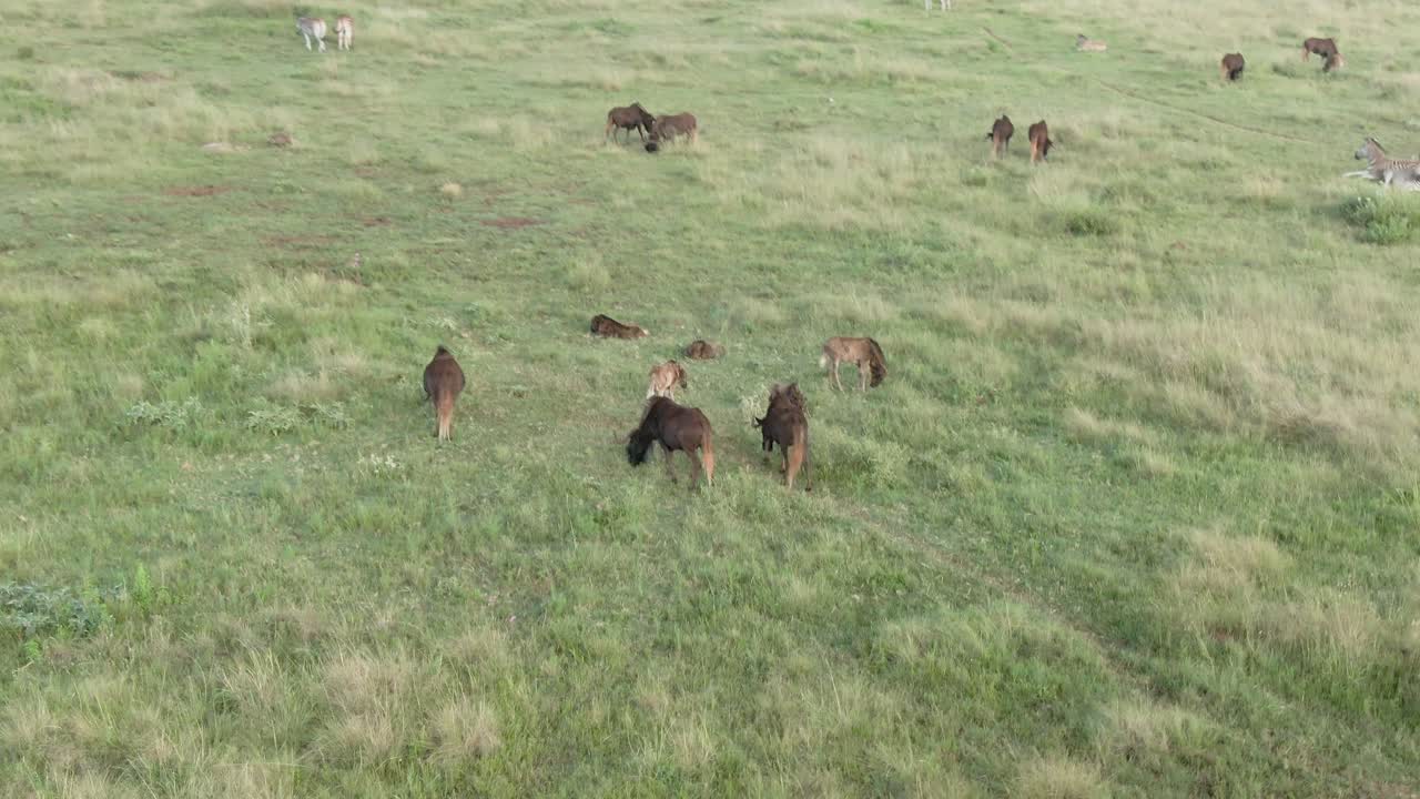 imágenes aéreas de drones de un rebaño de ñus en una llanura de hierba de verano
