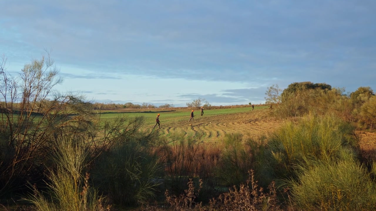 Plan large de paysage d'un groupe de chasseurs marchant en ligne à travers des terres agricoles. Concept pour la méthode de chasse traditionnelle, le mode de vie rural, la saison de la chasse et l'activité de groupe en plein air.