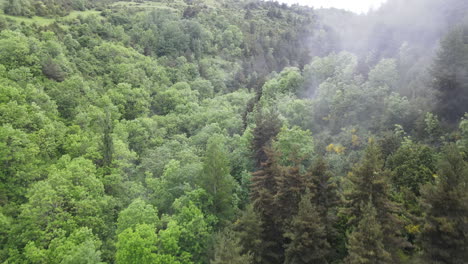 aerial drone view of a wonderful foggy forest in the pyrenees with all kinds of trees, pines, firs, beeches, etc