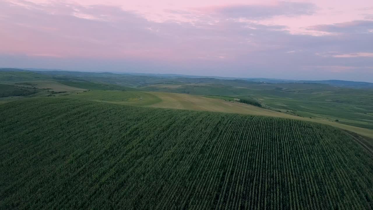 Drone flying above farm fields before sunset on a summer day