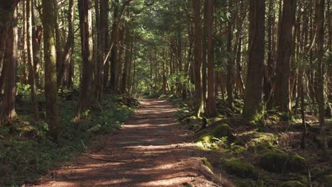 Avance-Del-Carro-En-El-Sendero-Del-Bosque-De-Jukai-Aokigahara,-Japón