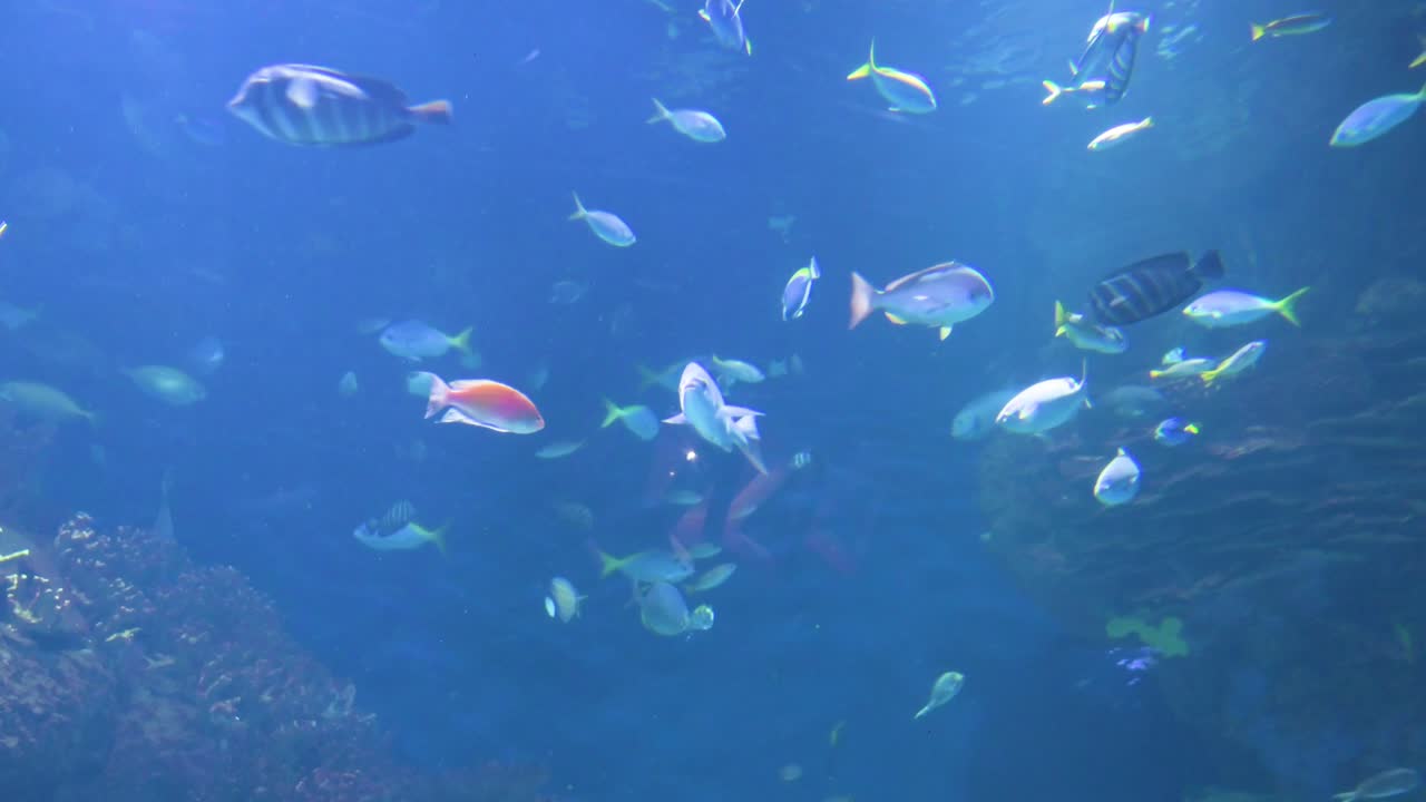 Visitors to the Oceanografic in the City of Arts and Sciences in Valencia can see hundreds of marine fish species. This destination is Europe’s largest oceanographic park, showcasing over 500 species.