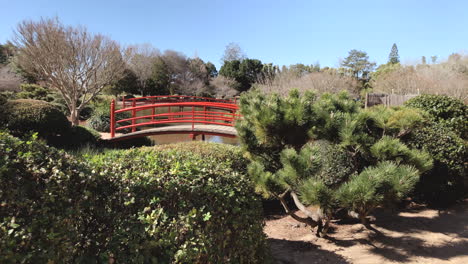 Slo-mo-pov-towards-red-bridge-over-pond,-surrounded-by-green-foliage,-Ju-Raku-En-Japanese-Garden,-Toowoomba,-Australia