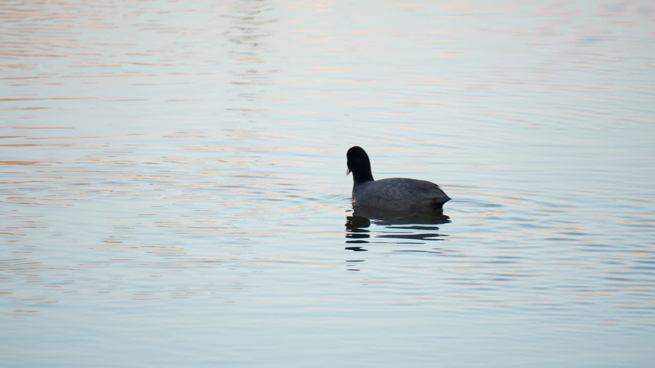 focha euroasiática, fulica atra, sumergir la cabeza bajo el agua comiendo alga en el arroyo por la noche