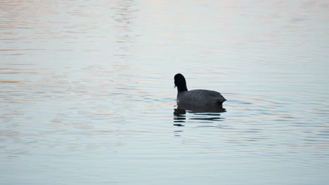 eurasian coot, fulica atra, dive his head under water eating alga at creek in the evening
