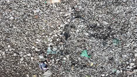 monitor lizard search food at riverbank fill with shell and garbage.