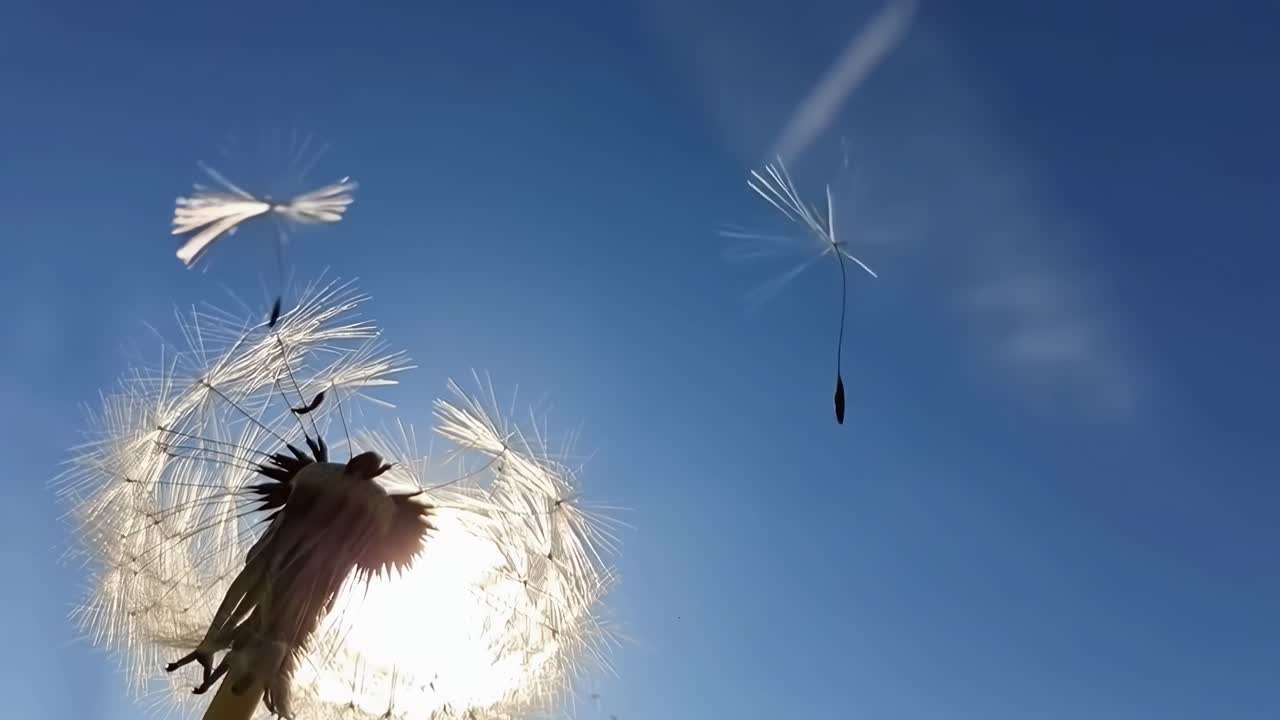 Video en ángulo bajo de semillas de diente de león flotando contra un cielo azul claro, a contraluz del sol.